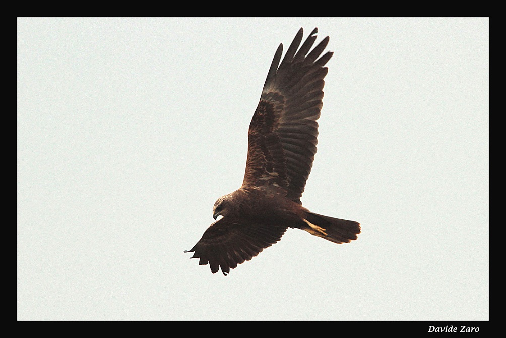 Falco di palude vs poiana